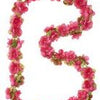Garland de flores de albahaca - Flower Streng - Fucsia