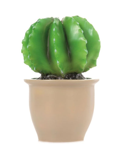 Egmont lamp cactus in flower pot 27x16.5