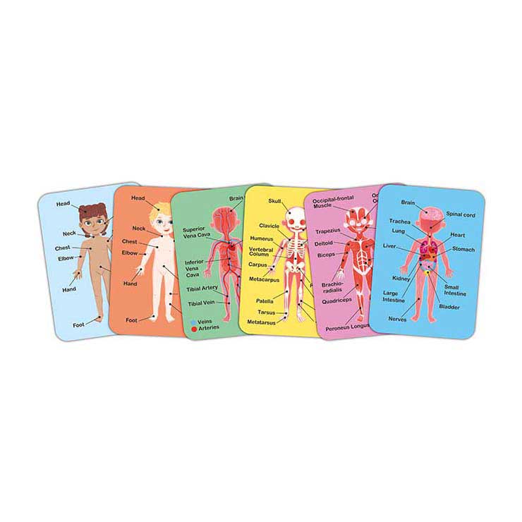 Puzzle magnetico del corpo umano Hape - 63 pezzi.