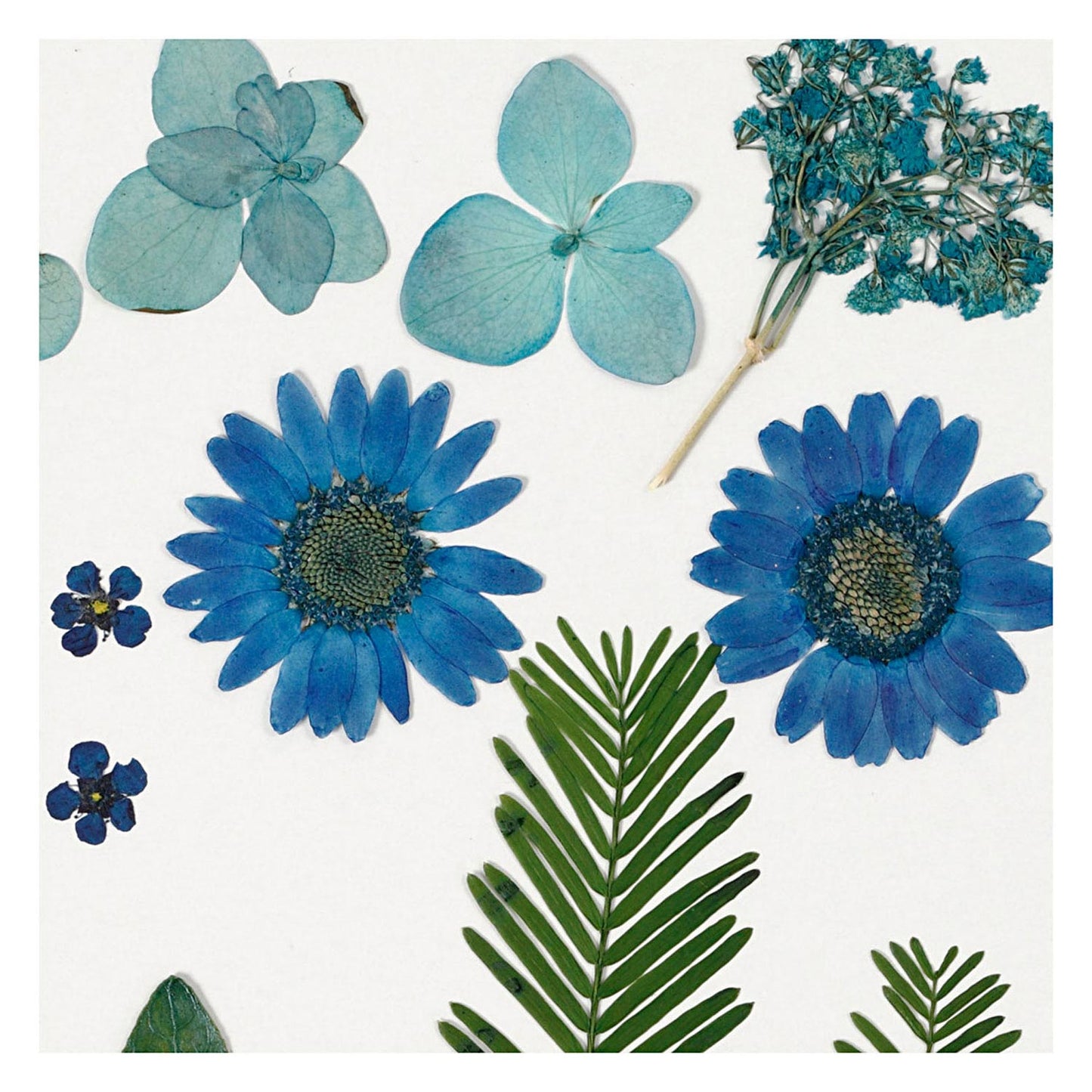 Fiori e foglie secchi blu, 19dlg.