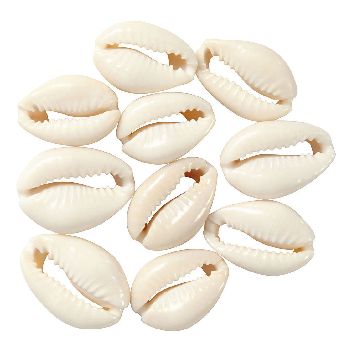 Creative Company Shells White, 12st.