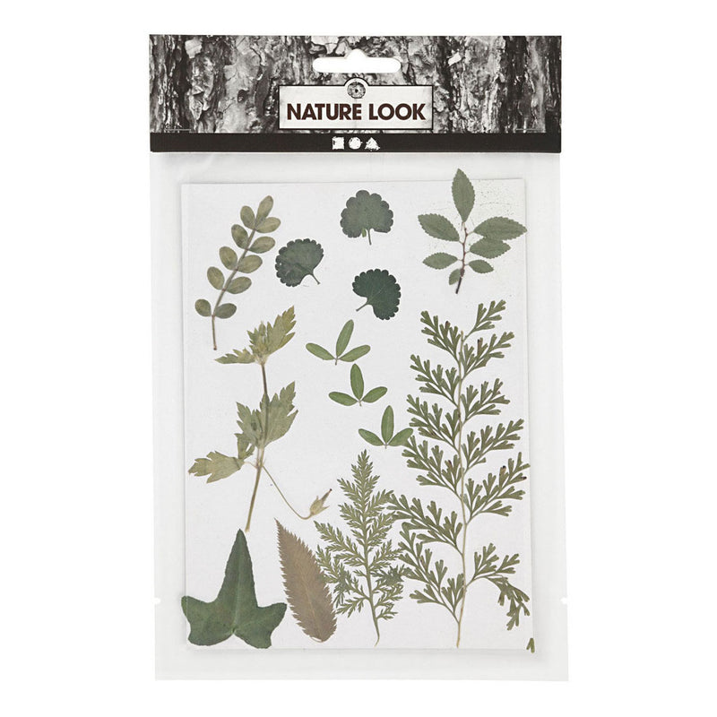 Creativ Company flores secas y hojas verdes