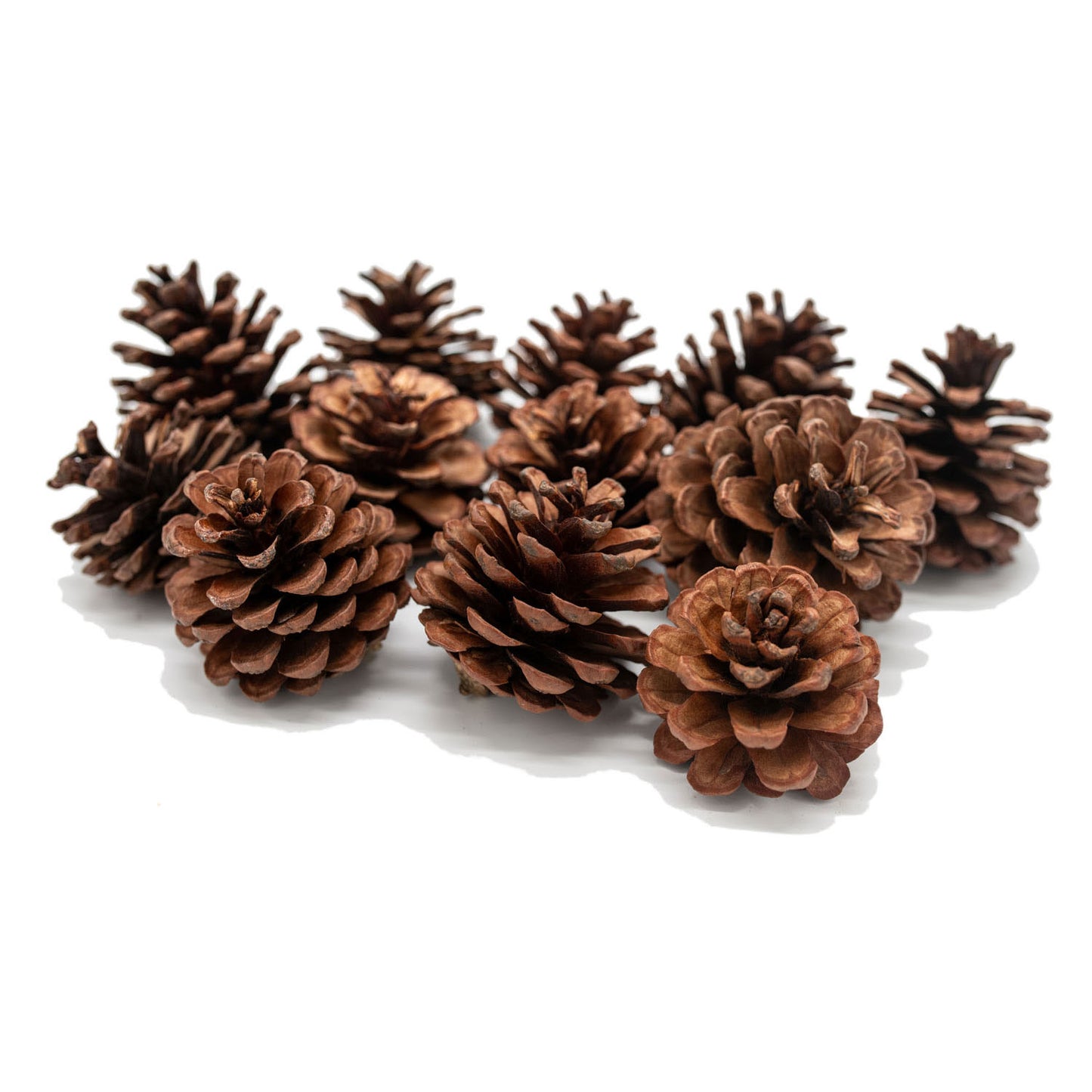 Colorations pine cones, 12st.