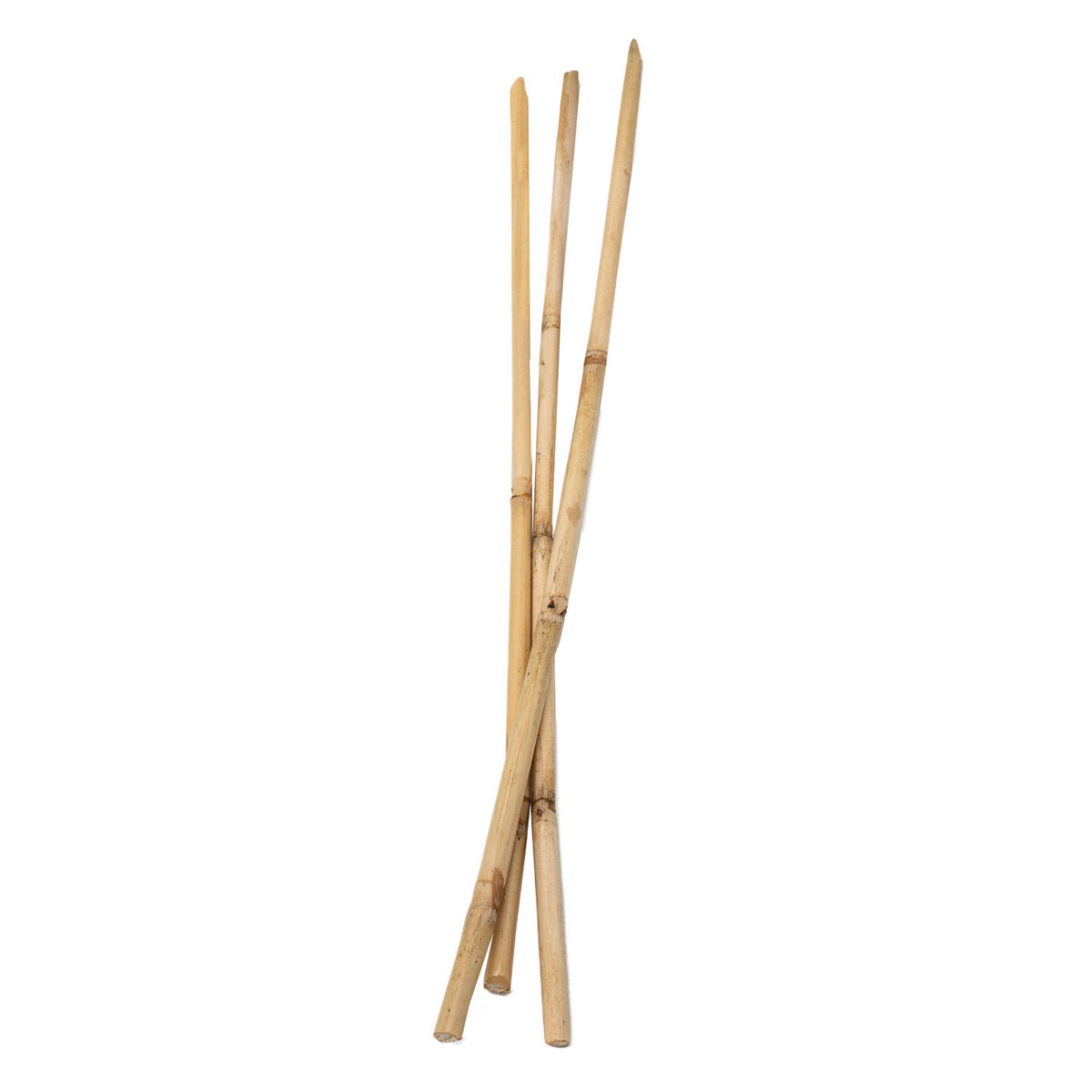 Colorazioni Bamboo si attacca 50 cm, 3 °.