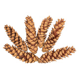 Colorations - natuurlijke strobuskegels, 6st. - afbeelding 1