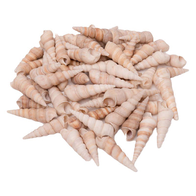 Colorations - Sea conchiglie turritella, 550g