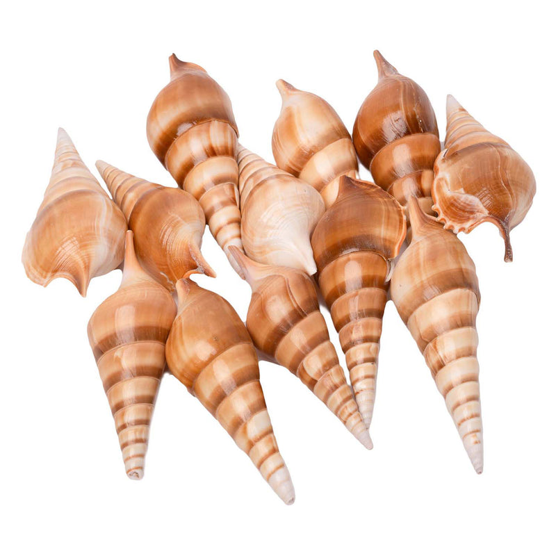 Colorazioni - Gusci di mare Tibia, 400g