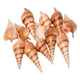 Coloraciones - Tibia de conchas marinas, 400G