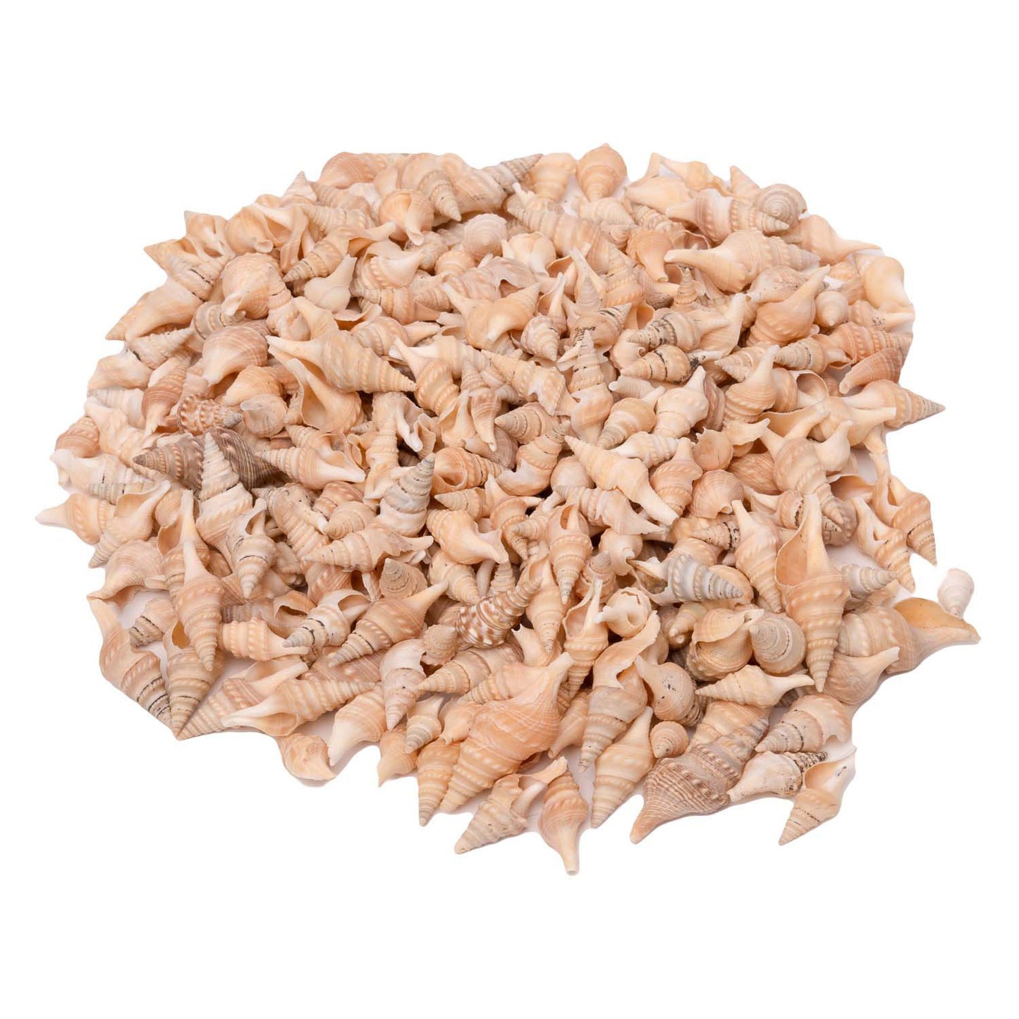 Coloraciones - Zeeschelpen Turrid, 400G