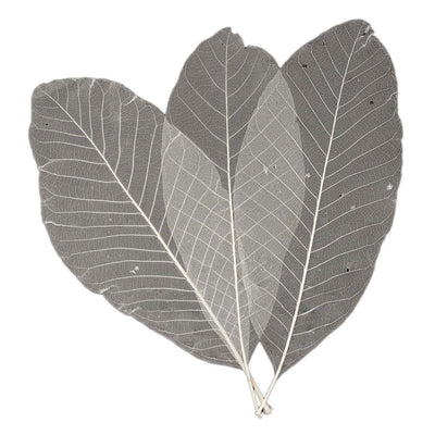 Long Leaf Skeletons, 24st.