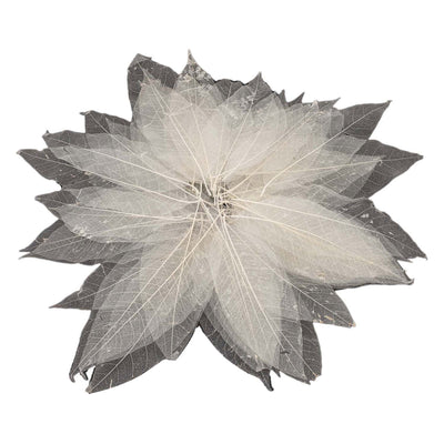 Scheletri di foglie di Magnolia, 50 °.