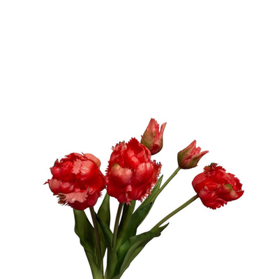 Collezione Roberts arte bouquet tulipani pappagallo ciliegia