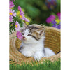 Ravensburger puzzle gatti 2 x 500 pezzi