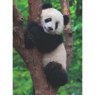 RAVENSBURGER PUZZZA PANDA E KOALA 2 X 500 pezzi