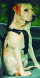 Cintura da passeggio e da auto Beeztees - pettorina per cani - l