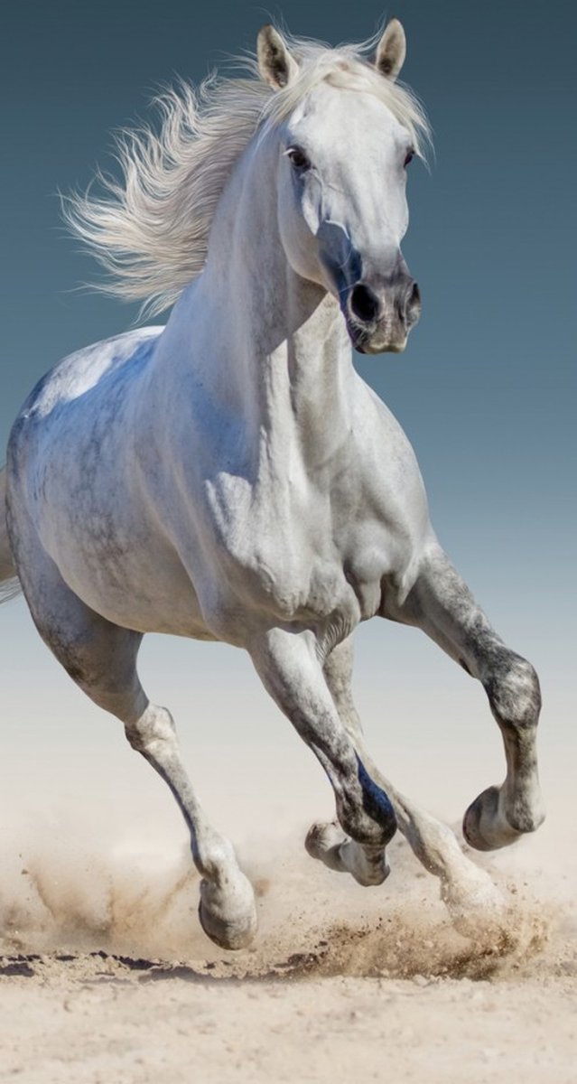 Toalla de caballo sin marca sin marca - 100% algodón - toalla de playa de caballo - 140 x 70 cm.
