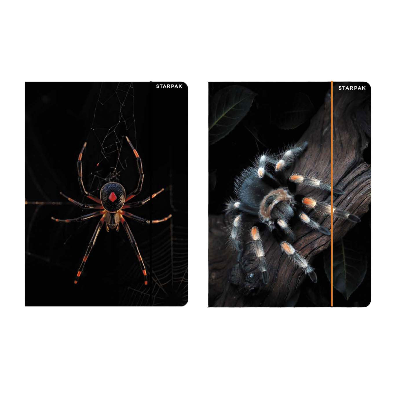 Cartella con ragno elastico formato A4