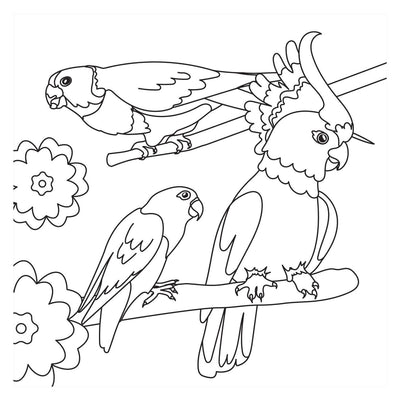 Kleurboek - birds nieuw