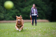 Happy pet fling n fetch werpstok assorti - afbeelding 2
