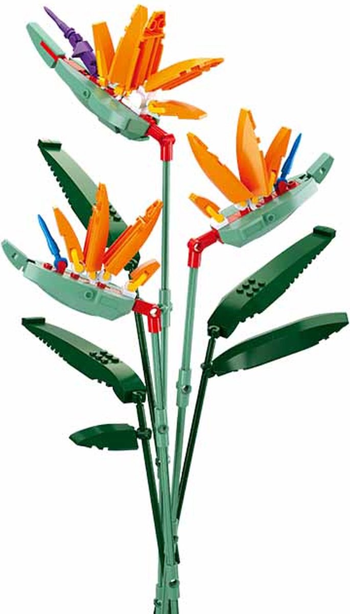 Flores de Sluban strelitzia reginae aiton (m38-b1121c)