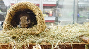 Happy pet grassy tunnel - afbeelding 4