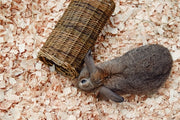 Nature first happy pet wilgen tunnel - afbeelding 4