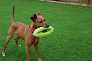 Happy pet grubber interactieve rugbybal - afbeelding 2