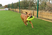 Happy pet grubber interactieve rugbybal - afbeelding 4