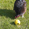 Savic Chicken Play Chicken Fun Fun