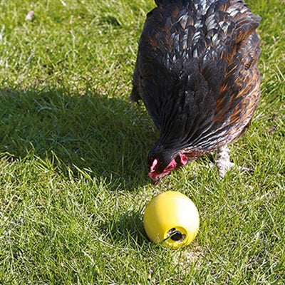 Savic Chicken Play Chicken Fun Fun