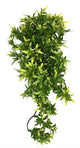 Planta de Komodo Croton