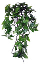 Pianta di Komodo Philodendron