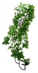 Pianta di Komodo Philodendron
