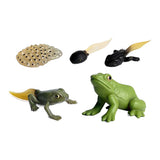 Cycplus Life Cycle Frog Play Figure Set - afbeelding 1