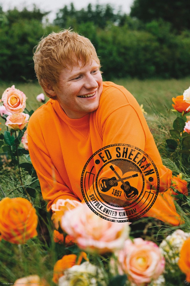 Poster Abystyle ed sheeran - campo rosa 61x91,5 cm