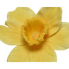 Decoris kunstbloem narcis h39cm geel wit 2 ass