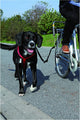 Trixie Bikerset bicycle bracket Springer