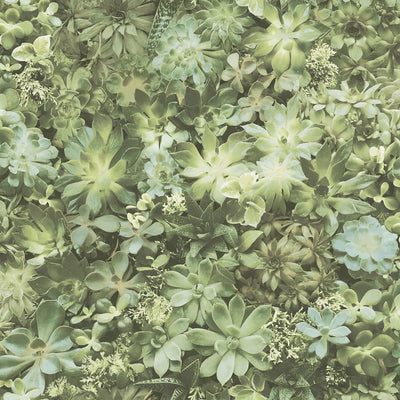 Noordwand Wallpaper Noordwand Wallpaper Evergreen Succulento Groen e Beige