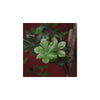 Countryfield plant dysosma m groen