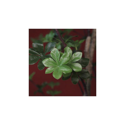 Planta Countryfield disosma m verde
