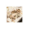 Countryfield beeld vis white-wash 23x7,5x3,4cm