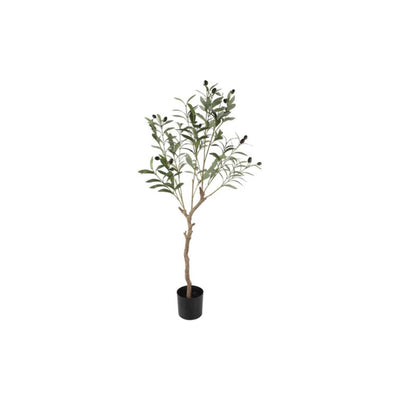 Olivo campestre olea europaea l 105cm