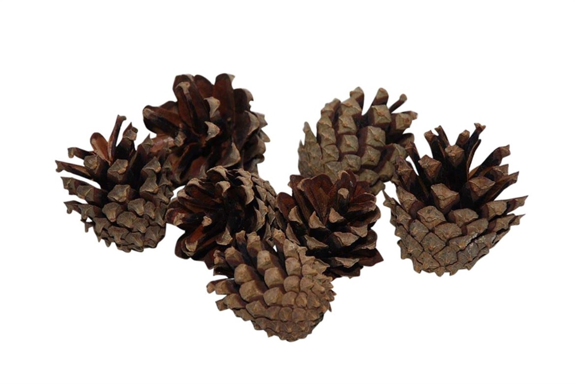 hbx natural living günstige holzschale mit perlmut