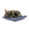 Peluche Bulldog francese su cuscino 23 cm ec