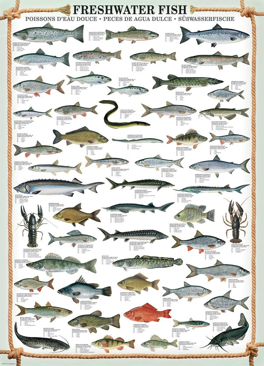 Puzzle Eurographics Pesca - Puzzle da 1000 pezzi per adulti.