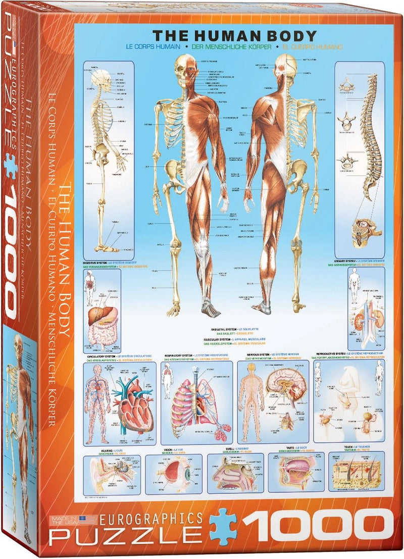 Eurographics - el cuerpo humano - 1000 piezas 48×68cm (ancho×alto) - rompecabezas