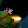 Ubbink Ubbink Aquaspotlight LED Underwater Lighting