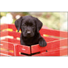 Escritorio de kangaro Onderlegger Black Labrador Pup 38x58cm