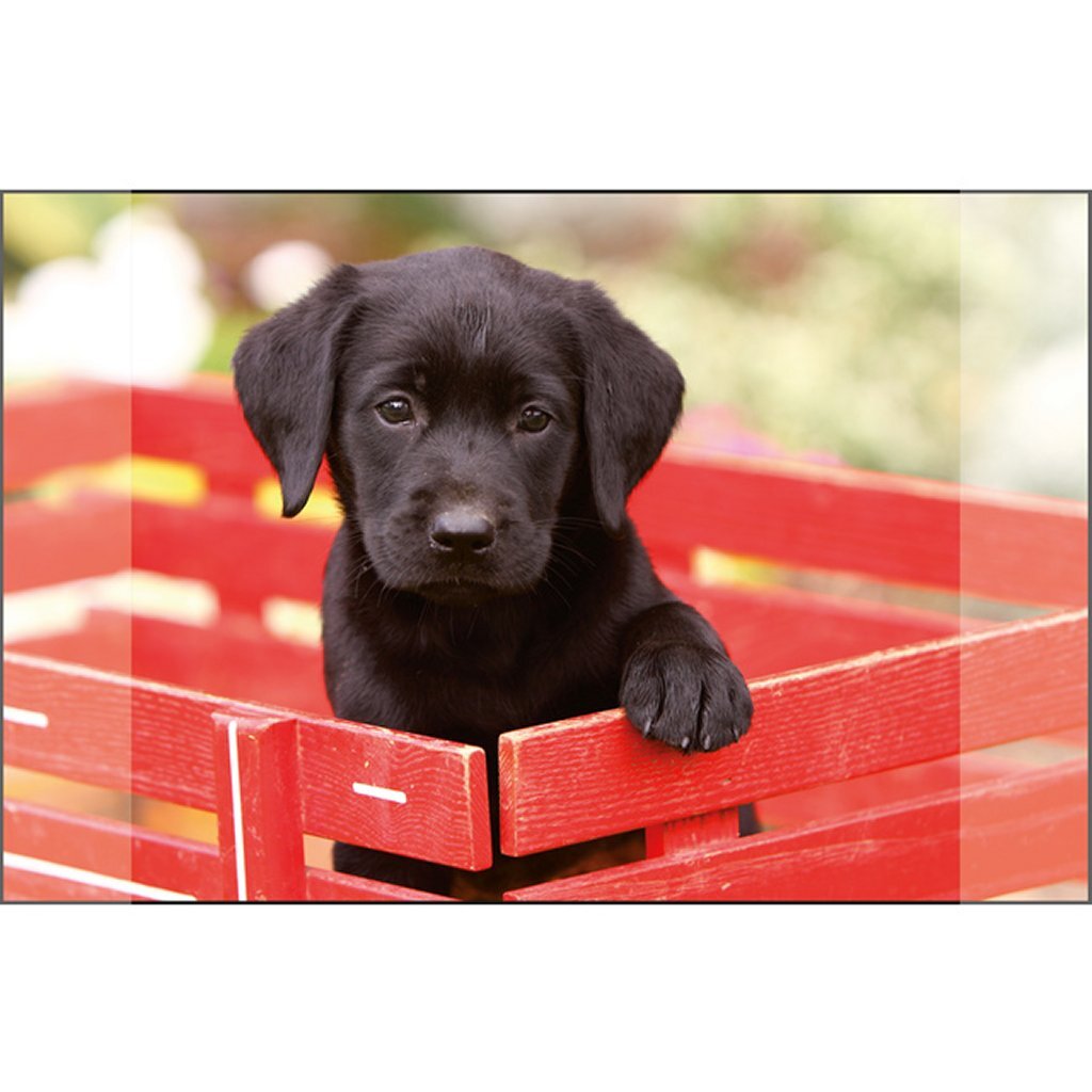 Escritorio de kangaro Onderlegger Black Labrador Pup 38x58cm