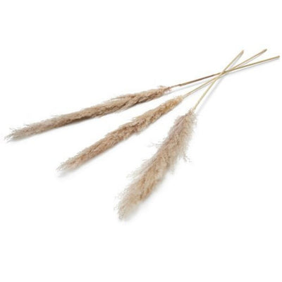 Pampas Dry flower 150 cm set of 3 natural